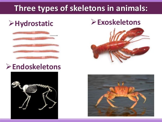 Muscle and Skeletal Interaction