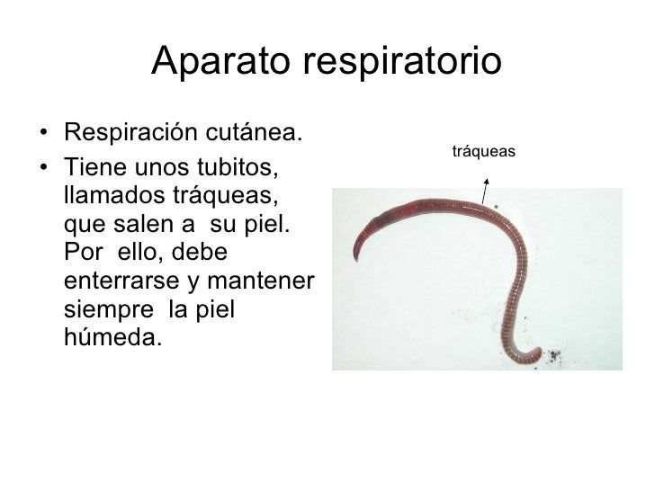 Las pastillas de las lombrices a los adultos pirantel