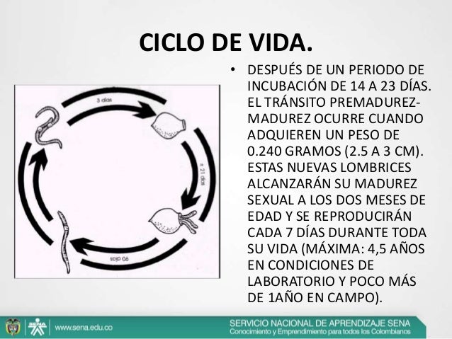 Los análisis a las lombrices de todos los tipos