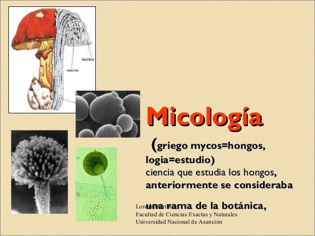 Campo De Estudio De La Micologia