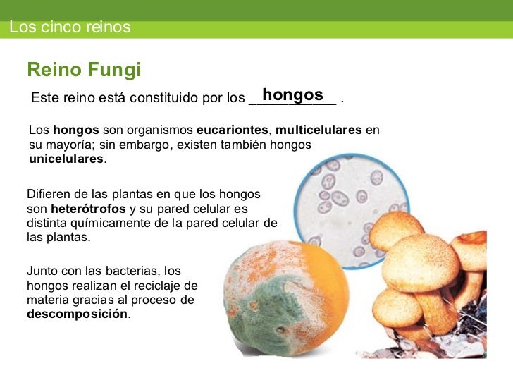 Los cinco reinos Este reino está constituido por los ___________ . Reino Fungi hongos Los hongos son organismos eucario...