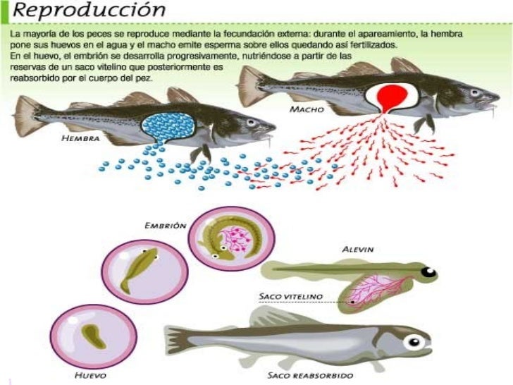 Como nacen los pescados Imagui