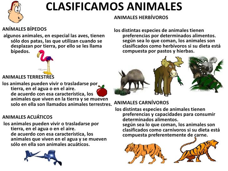 Los Animales Los Animales