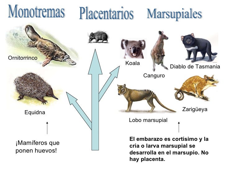 cadenas romper letra ingles los animales cadenas romper letra ingles los animales