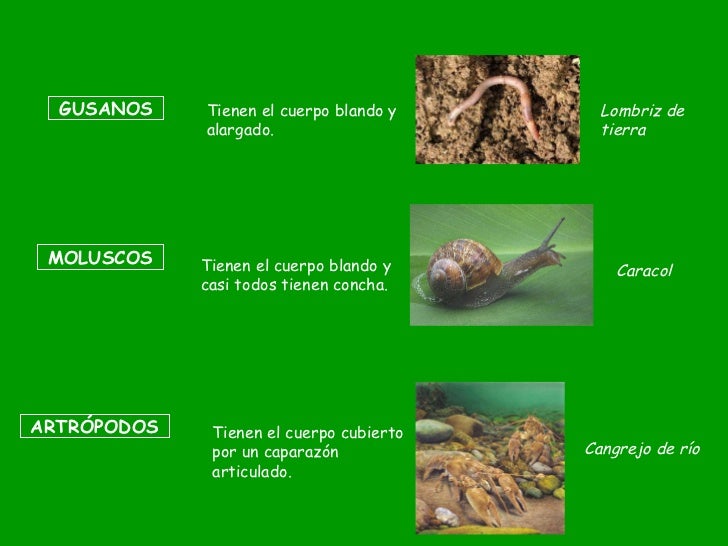Los animales clasificación según su estructura. Primaria Los animales clasificación según su estructura. Primaria
