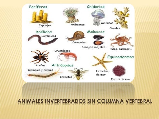 Animales Sin Columna Vertebral Que Empiece Con I