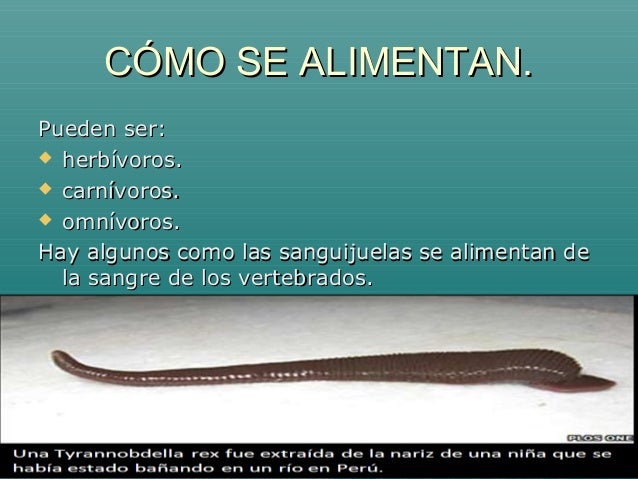 Los anélidos o gusanos