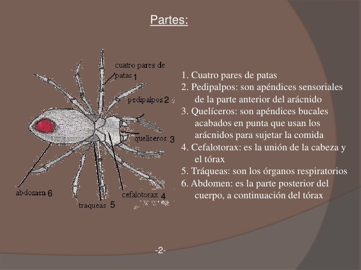 Los arácnidos