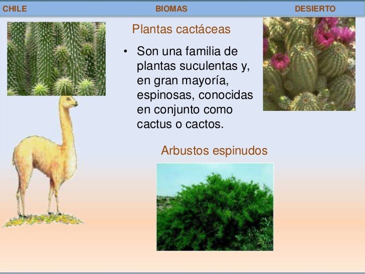 chile biomas desierto plantas cactáceas son una familia de plantas chile biomas desierto plantas cactáceas son una familia de plantas