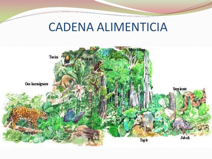 cadenas troficas bosque cadena alimenticia del bosque imagui cadenas troficas bosque cadena alimenticia del bosque imagui