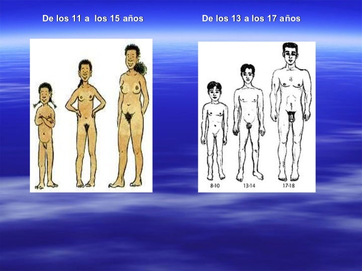 El aumento de la cabeza del miembro viril antes y después