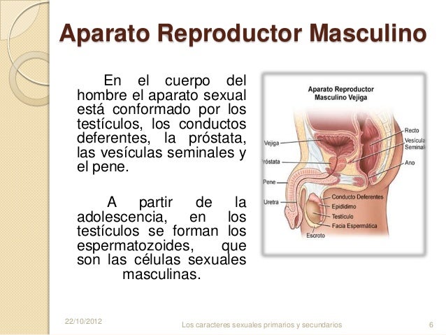 El miembro más grande y una más pequeña persona