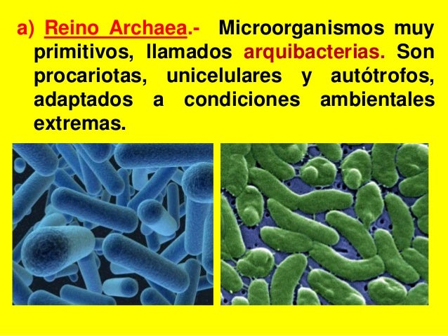 Los cinco reinos