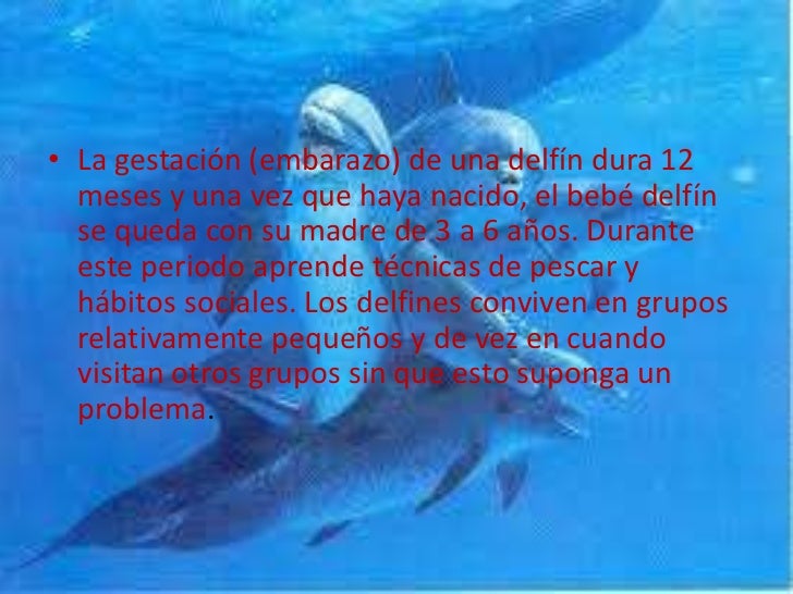 Bienvenidos al nuevo foro de apoyo a Noe #239 / 27.03.15 ~ 30.03.15 - Página 2 Los-delfines-8-728