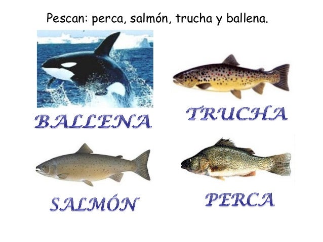 Pescan: perca, salmón, trucha y ballena.
 