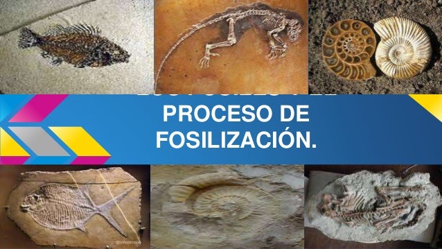 Los fósiles y el proceso de fosilización.