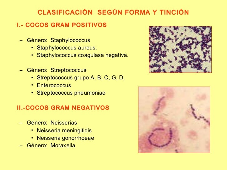 Resultado de imagen para CLASIFICACIÓN DE LAS BACTERIAS SEGUN LA TINCIÓN DE GRAM