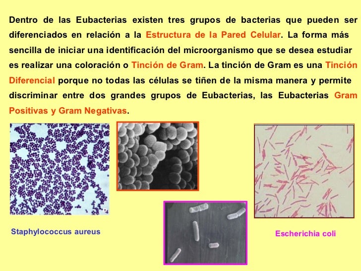 Gram Positivos y Negativos