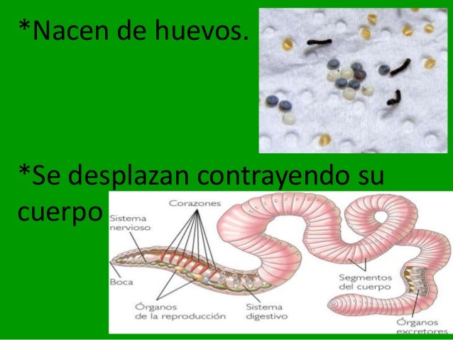 Los gusanos Los gusanos