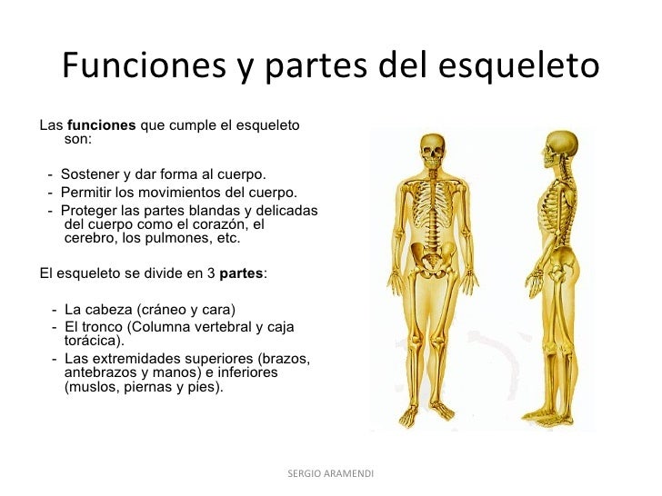 Los huesos del cuerpo humano