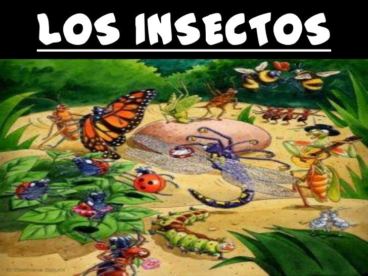 Los insectos para infantil