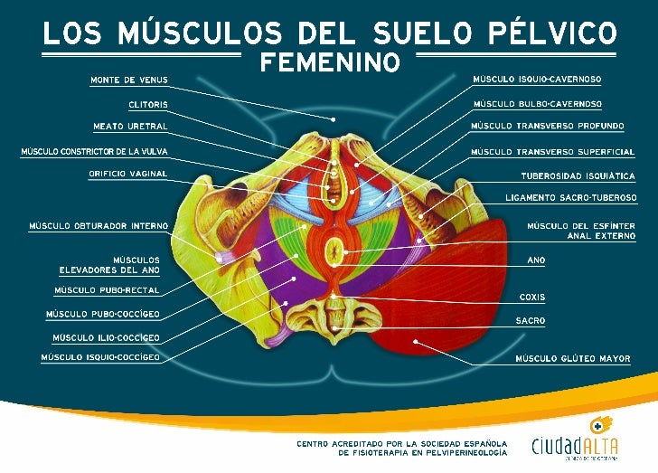 los-m-sculos-del-suelo-p-lvico