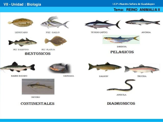 Los peces