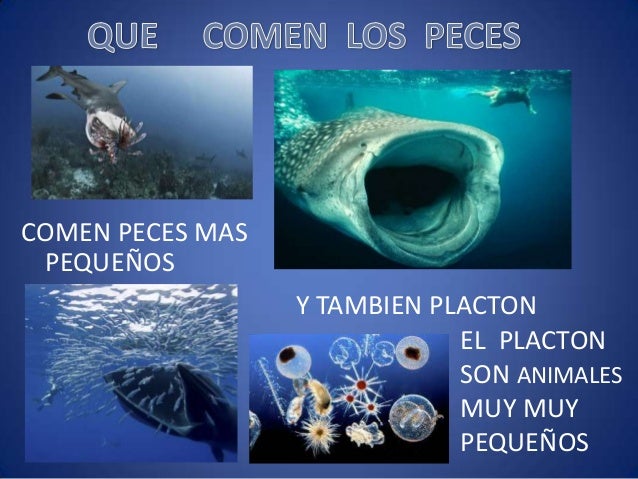 La anemia de los parásitos