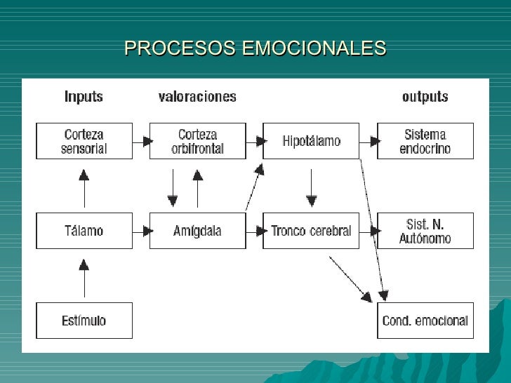 Los procesos emocionales