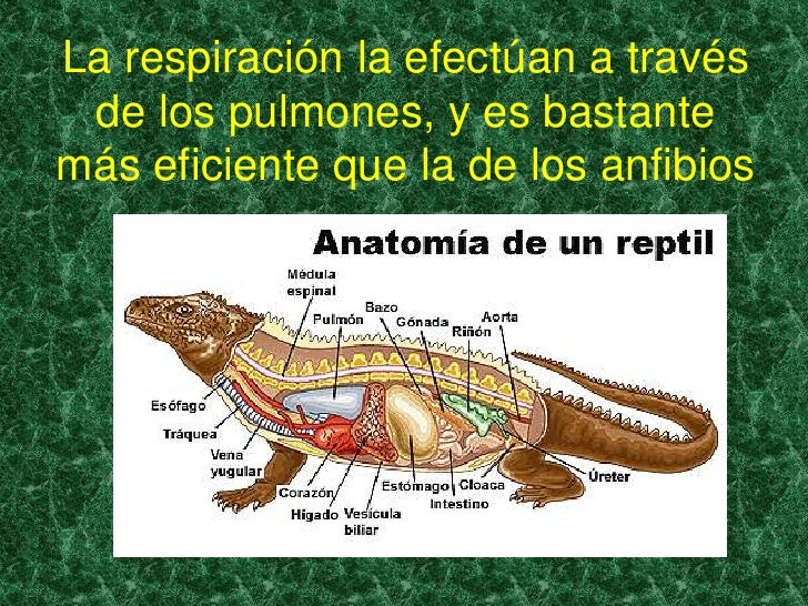 Los reptiles