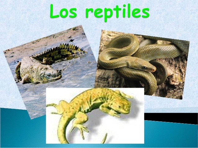 Porque Los Reptiles Reciben Ese Nombre