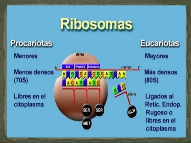 Resultado de imagen de ultracentrifugacion ribosomas