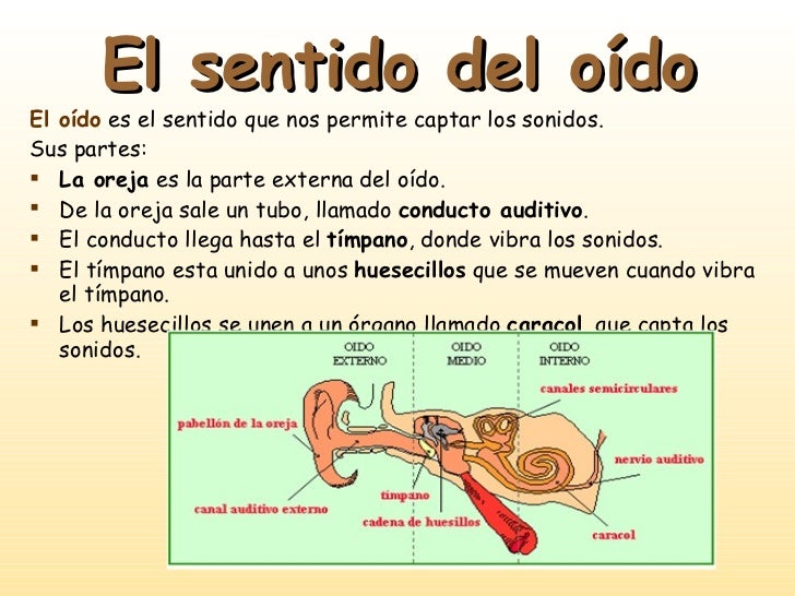 Los sentidos unidad 2