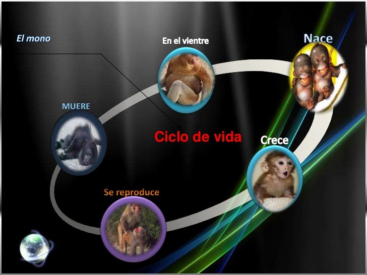 Los seres vivos el mono