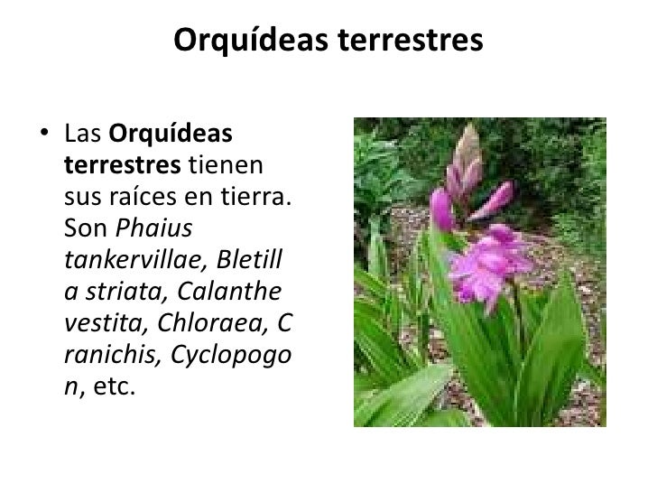 Tipos De Orquídeas auf Pinterest Como Cuidar De Orquidea, Cuidar De Tipos De Orquídeas auf Pinterest Como Cuidar De Orquidea, Cuidar De