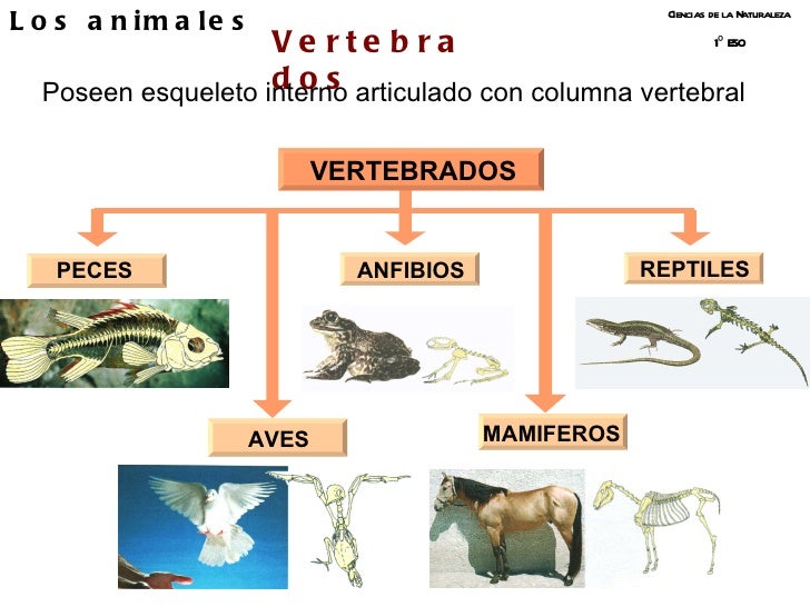 Los animales Ciencias de la Naturaleza 1º ESO Vertebrados Poseen esqueleto interno articulado con columna vertebral VERTEB...