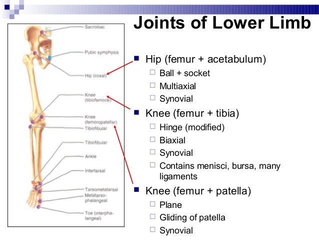 Lower extremity
