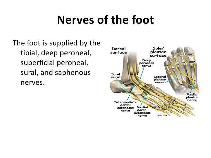 Lower Limb Foot