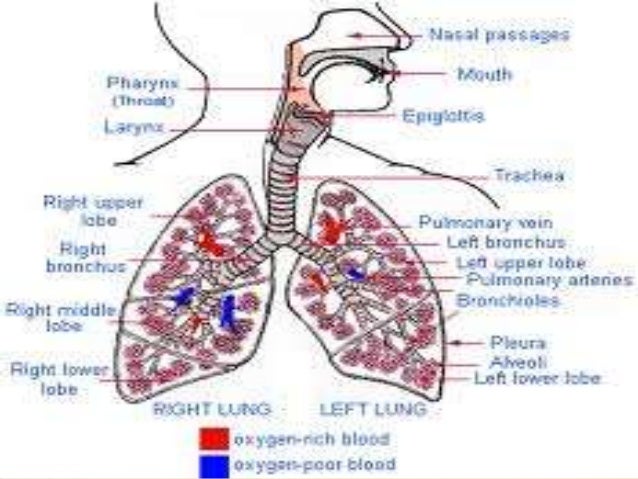 an introduction to bronchitis an inflammation of the bronchi Chronic bronchitis chronic bronchitis is an inflammation, introduction: you need to tell bronchitis is the inflammation of the mucous membranes of the bronchi. an introduction to bronchitis an inflammation of the bronchi Chronic bronchitis chronic bronchitis is an inflammation, introduction: you need to tell bronchitis is the inflammation of the mucous membranes of the bronchi.