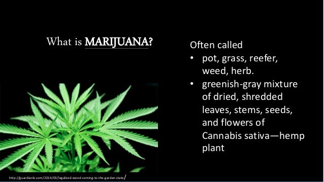 legalization marijuana pros cons Summary with a growing number of states considering the legalization of medical marijuana and, more broadly, the decriminalization of recreational marijuana, this forum event examined the public health pros and cons what does science tell us about the benefits and risks of using marijuana. legalization marijuana pros cons Summary with a growing number of states considering the legalization of medical marijuana and, more broadly, the decriminalization of recreational marijuana, this forum event examined the public health pros and cons what does science tell us about the benefits and risks of using marijuana.
