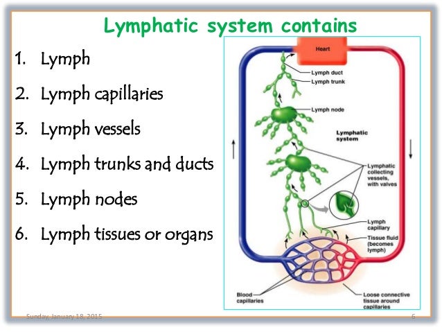lymph nodes function