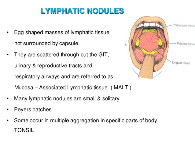 Lymph And Lymphatic System