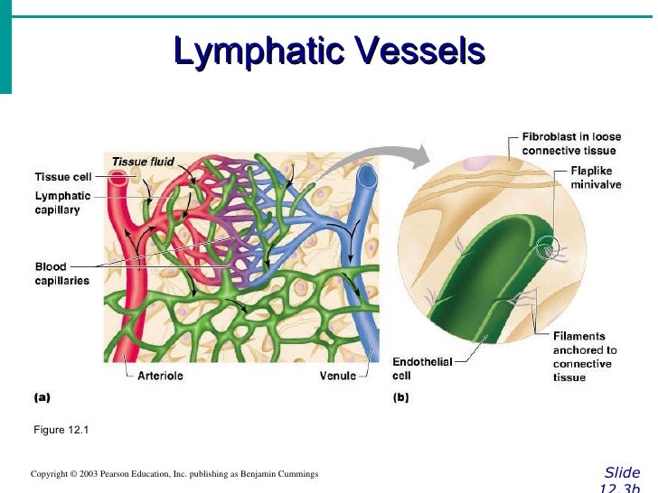 system lymphatic pump Lymphatic