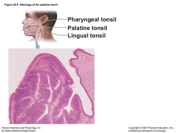 Lymphatic and respitory festival
