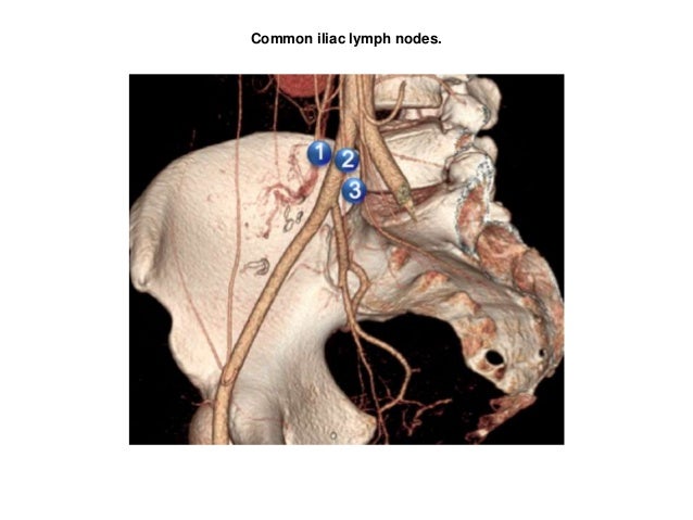 Lymphatics of the pelvis