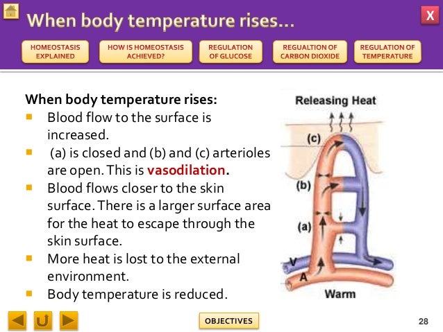 Biology M3 Homeostasis