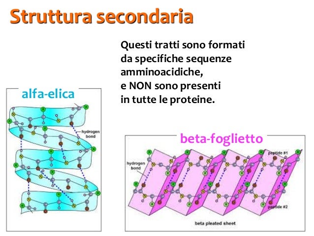Struttura Alfa Elica E Beta Foglietto