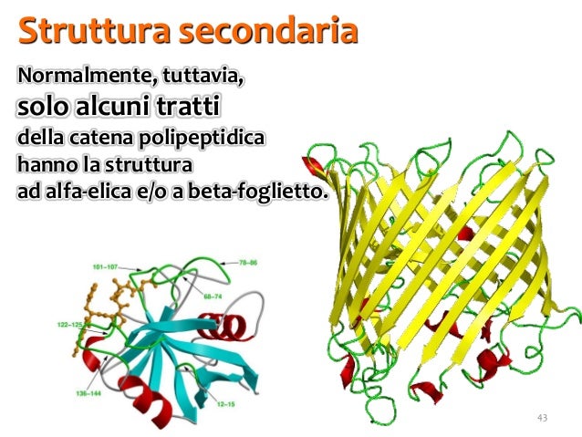 Struttura Alfa Elica E Beta Foglietto