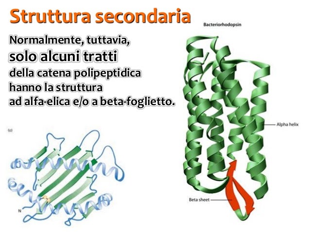 Struttura Alfa Elica E Beta Foglietto