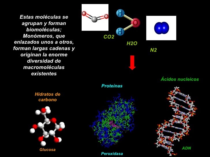 Resultado de imagen de grandes dimensiones (macromolÃ©culas).  La inmensa mayorÃ­a de ellas contiene carbono.  Debido a su tetravalencia y a la gran capacidad que posee dicho Ã¡tomo para unirse consigo mismo, dichas molÃ©culas pueden considerarse como un esqueleto formado por cadenas de esos Ã¡tomos.